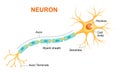 Illustration of neuron anatomy. Vector infographic Neuron, nerve cell axon and myelin sheath